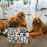 Após morte de Joca, tutores se manifestam no aeroporto de Brasília