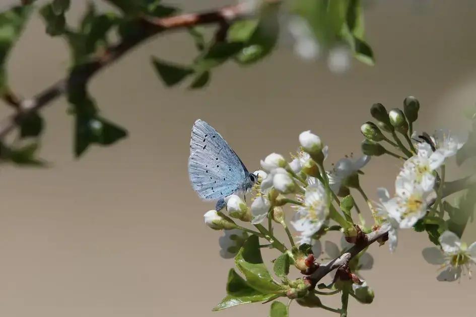 A Biodiversidade e Seus Elementos: Entenda 5 Fatores Cruciais