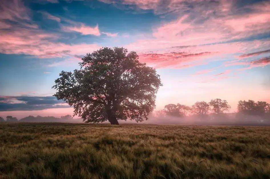 Definição de Natureza: Entenda o Conceito em 8 Aspectos Importantes