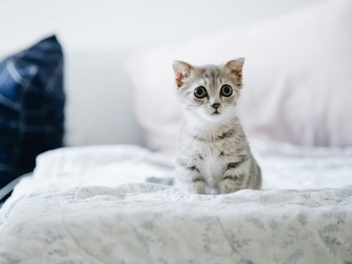 Como Educar um Gato Filhote