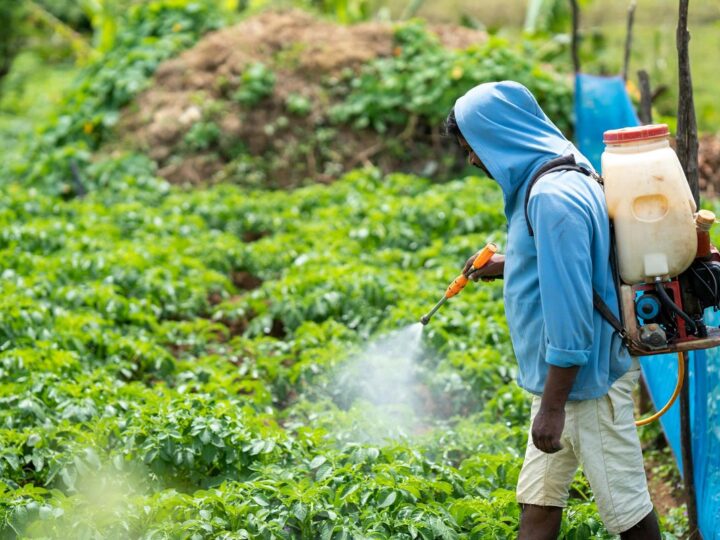 Controle de Pragas: Guia Completo para Proteger Seu Ambiente