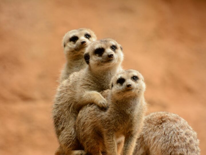 Além da Tela: Filmes de Animação com Lições Valiosas que Transformam Adultos e Crianças